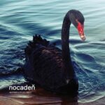 1. Nocadeň – Nestrieľajte Do Labutí, Vinyl, LP, Reissue, Album